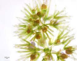 Attēlu rezultāti vaicājumam “Nitella sp.”