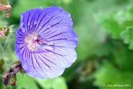 Image result for Geranium `Purple Haze`