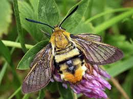 Attēlu rezultāti vaicājumam “Hemaris tityus”