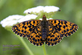 Attēlu rezultāti vaicājumam “Boloria dia upperside”