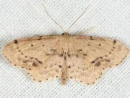Attēlu rezultāti vaicājumam “Idaea dimidiata”