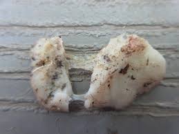 Attēlu rezultāti vaicājumam “Gloeoporus dichrous”