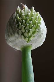 Attēlu rezultāti vaicājumam “Allium cepa bud”