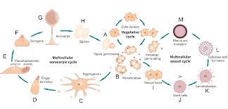 Attēlu rezultāti vaicājumam “Didymium spongiosum var. dictyospora spores”