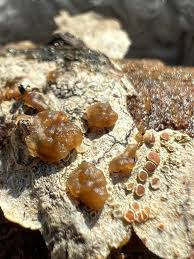 Attēlu rezultāti vaicājumam “Arcyria denudata spores”