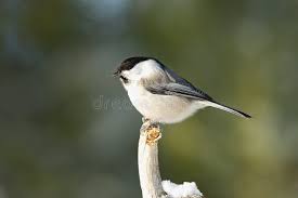 Image result for Poecile montana