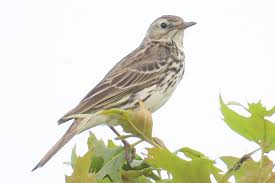 Attēlu rezultāti vaicājumam “Anthus petrosus adult”