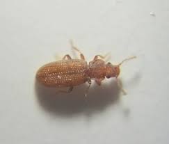 Attēlu rezultāti vaicājumam “Dienerella elongata”