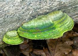Attēlu rezultāti vaicājumam “Trametes gibbosa”