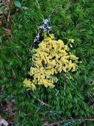 Attēlu rezultāti vaicājumam “Physarum virescens macro”