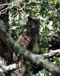 Attēlu rezultāti vaicājumam “Bubo bubo adult”