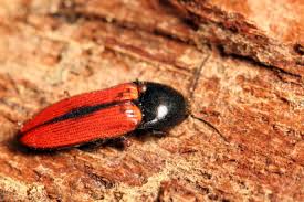 Attēlu rezultāti vaicājumam “Ampedus sanguinolentus”