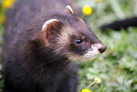 Attēlu rezultāti vaicājumam “Mustela putorius”