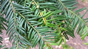 Attēlu rezultāti vaicājumam “Taxus baccata leaf”