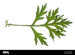 Attēlu rezultāti vaicājumam “Artemisia vulgaris leaf”