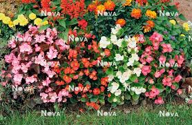 Image result for Begonia cucullata var. Hookeri