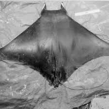 Image result for Mobula thurstoni
