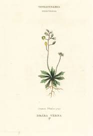 Attēlu rezultāti vaicājumam “Erophila verna leaf”