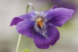 Attēlu rezultāti vaicājumam “Viola sororia flower”