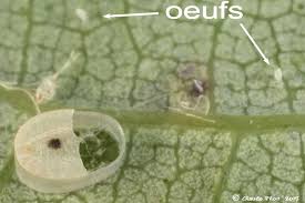 Attēlu rezultāti vaicājumam “Aleurochiton aceris”