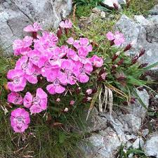 Attēlu rezultāti vaicājumam “Dianthus arenarius bud”