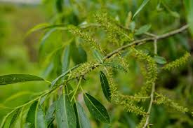 Attēlu rezultāti vaicājumam “Salix triandra male flower”