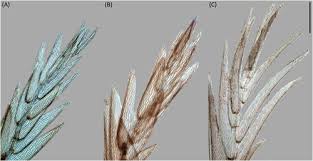 Attēlu rezultāti vaicājumam “Sphagnum balticum”