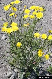 Attēlu rezultāti vaicājumam “Crepis tectorum flower”