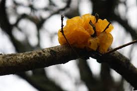 Attēlu rezultāti vaicājumam “Trichia contorta young”