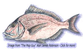 Image result for Stenotomus chrysops