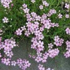Attēlu rezultāti vaicājumam “Gypsophila fastigiata flower”