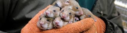 Afbeeldingsresultaat voor hamsters