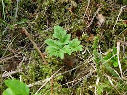Attēlu rezultāti vaicājumam “Botrychium multifidum”