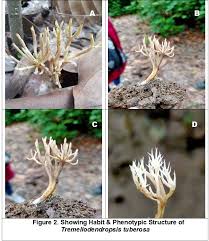 Attēlu rezultāti vaicājumam “Tremellodendropsis tuberosa”