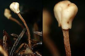 Attēlu rezultāti vaicājumam “Heyderia pusilla”