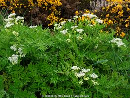 Image result for Myrrhis odorata