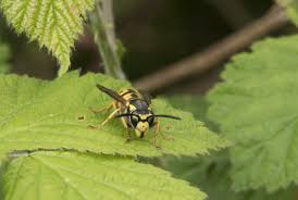 Attēlu rezultāti vaicājumam “Vespula germanica”