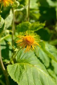 Attēlu rezultāti vaicājumam “Telekia speciosa leaf”