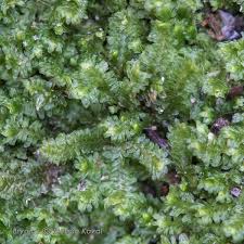 Attēlu rezultāti vaicājumam “Diplophyllum albicans”