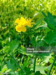 Attēlu rezultāti vaicājumam “Chelidonium majus flower”
