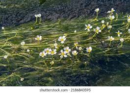 Attēlu rezultāti vaicājumam “Batrachium circinatum flower”