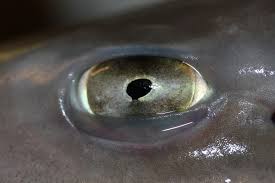 Image result for Mustelus mustelus