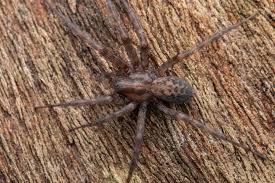 Attēlu rezultāti vaicājumam “Tegenaria sp.”