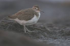 Attēlu rezultāti vaicājumam “Actitis hypoleucos adult”