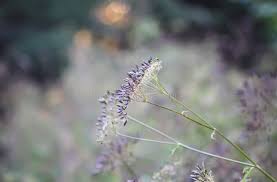 Attēlu rezultāti vaicājumam “Carum carvi leaf”