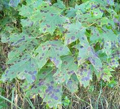 Attēlu rezultāti vaicājumam “Rhytisma acerinum”