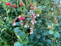 Attēlu rezultāti vaicājumam “Vaccinium vitis-idaea”