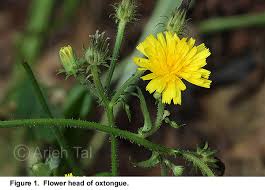 Attēlu rezultāti vaicājumam “Picris hieracioides”