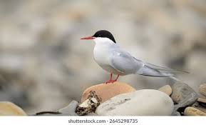 Attēlu rezultāti vaicājumam “Sterna”