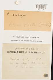 Attēlu rezultāti vaicājumam “Aloina rigida”